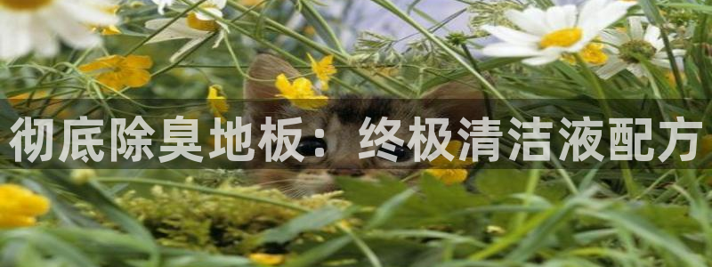 尊龙网址是多少